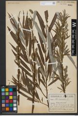 Foto von Salix viminalis L.